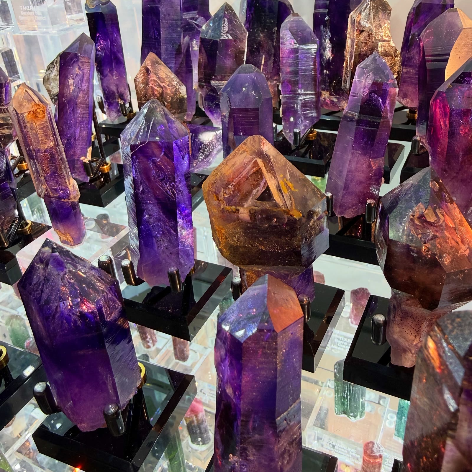 A sea of purple perfection